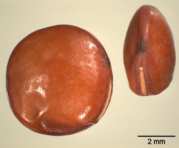 Vorschaubild Linsenförmige Saatwicke